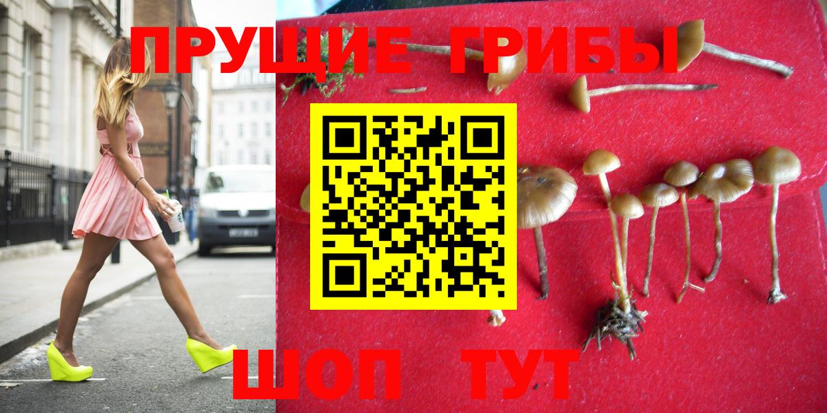 Галлюциногенные грибы Psilocybe Южноуральск